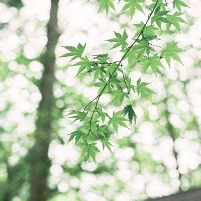 足球竞彩appapp下载